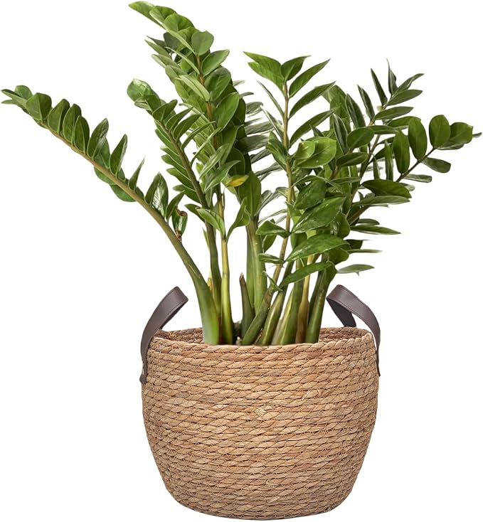 GIB Round Seagrass Storage Baskets Woven Wicker Planter Baskets for Decor | Decorative Basket for Blankets, Plants, Shelves Organizing, Natural Rattan, Leather Handles, 13", 12" & 11", Set of 3 - Image 3