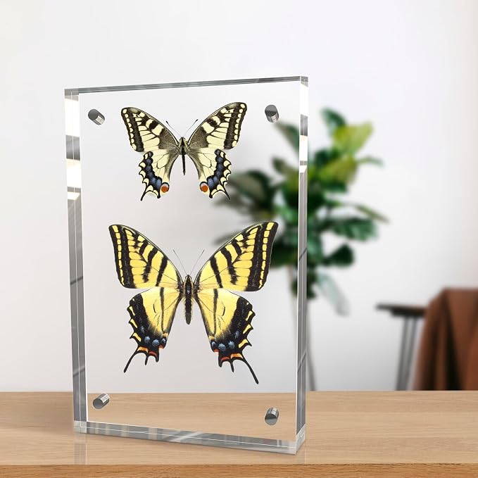 8x10 Inch Acrylic Picture Frame 3 Pack, 10+10mm Magnetic Photo Frame | High-clarity Acrylic, for 8x10 Pictures, Anti-fade, Frameless Floating, Double Display, Liquids Corrosion Resistant, 3 Pack - Image 4